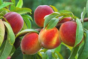 Cluster of ripe peaches on a branch with green leaves