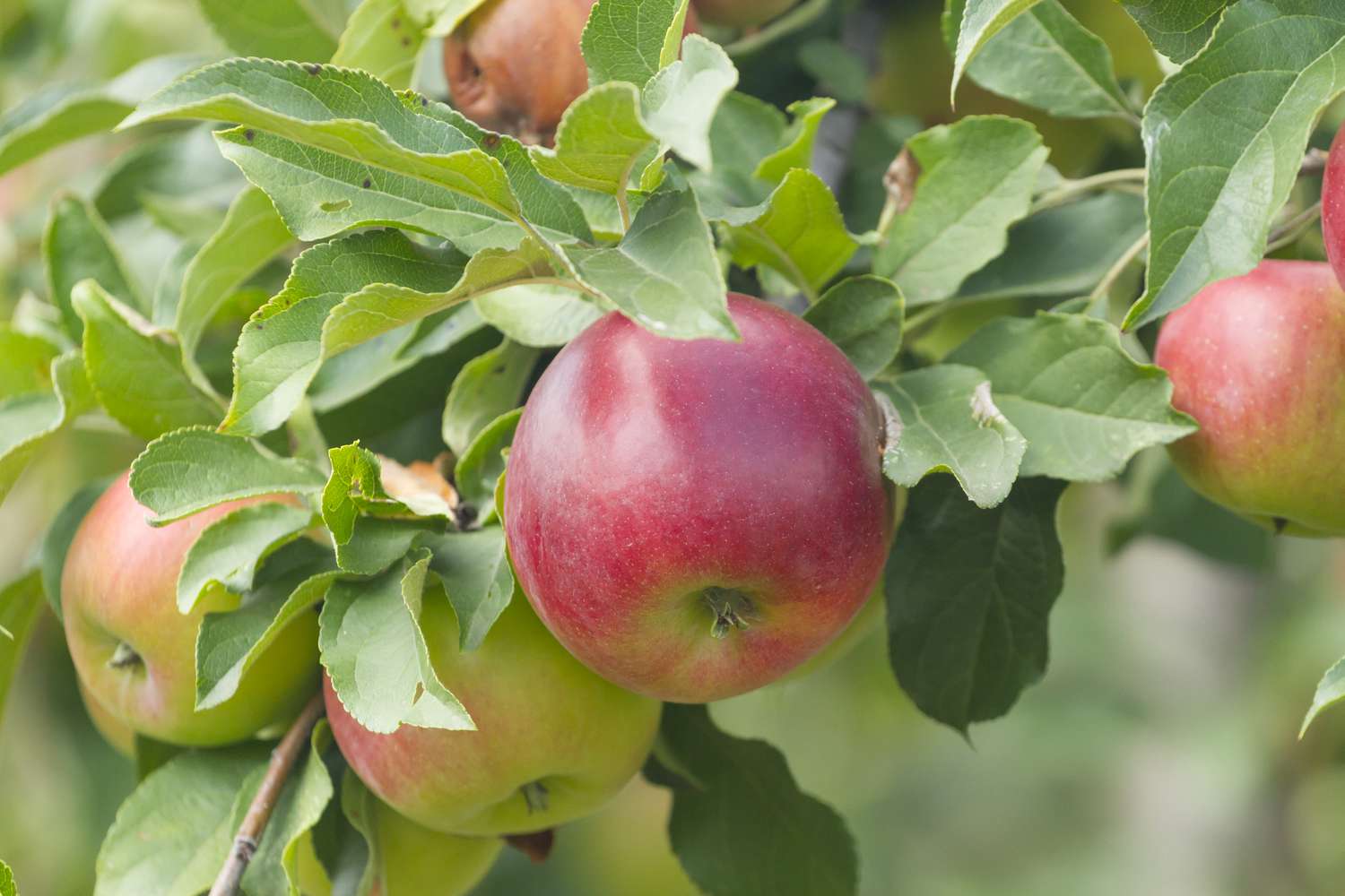 Ripe red apples grow on a tree in summer