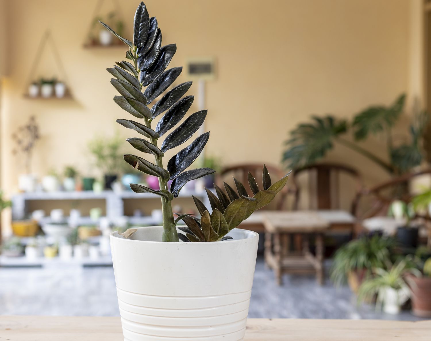 Black Zamioculcas Zamiifolia plant in a white ceramic pot