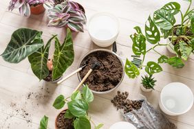 Green seedlings in pots, potting plants at home. Indoor garden, house plants. Lavender, philodendron, alocasia. Gardening tools on the table. Hobby, still life with plants
