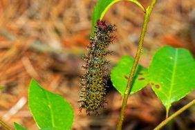 Buck moth caterpillar on a plant stem with surrounding leaves