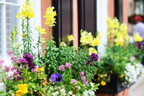 Window box with snapdragons, pansies, alyssum 