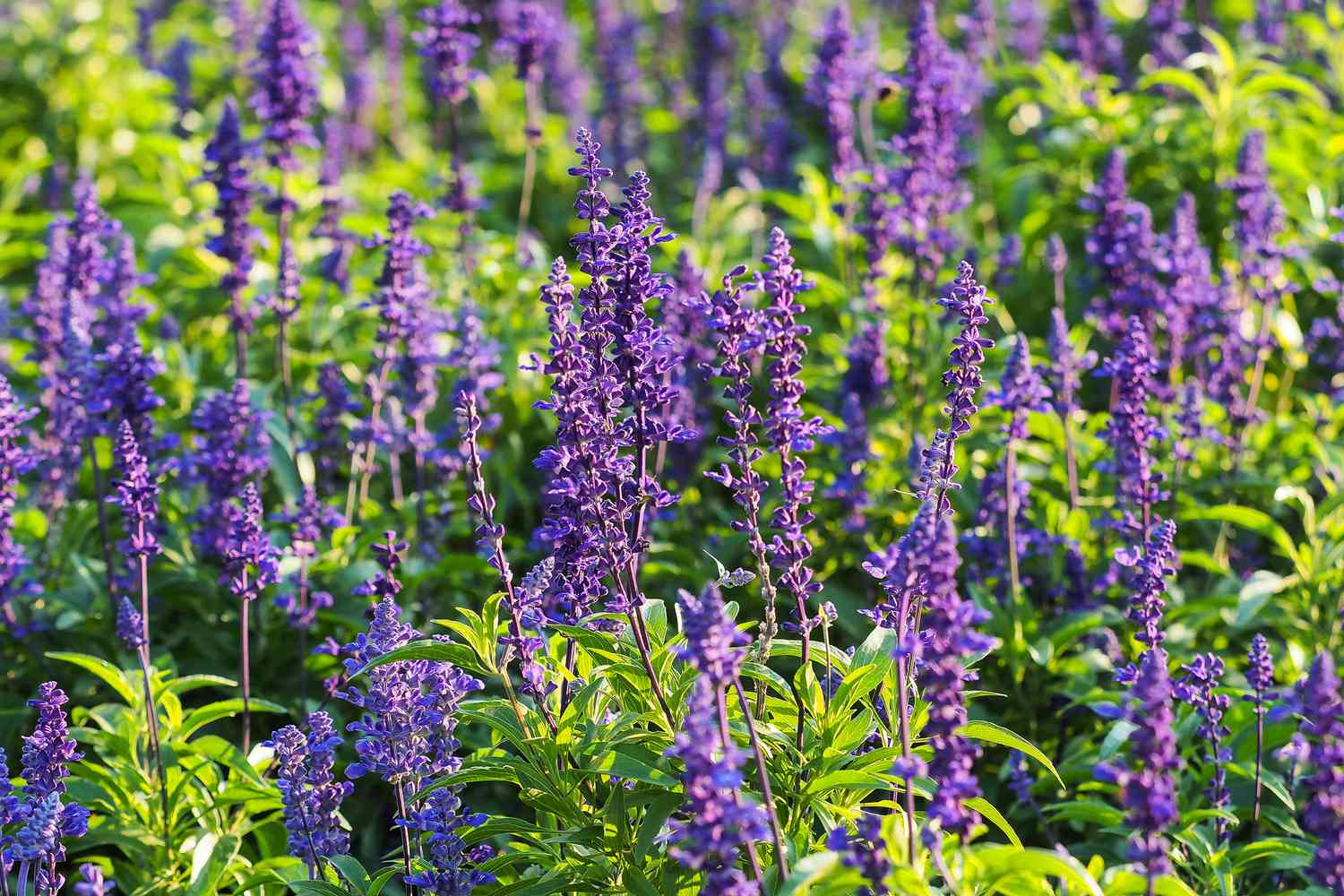purple salvia flowers