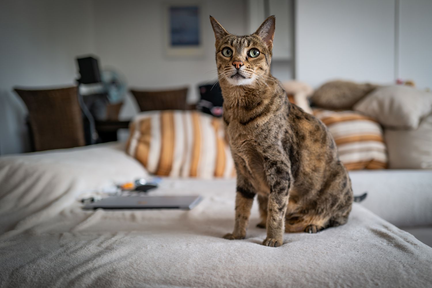 Savannah Cat Sitting on a Bed