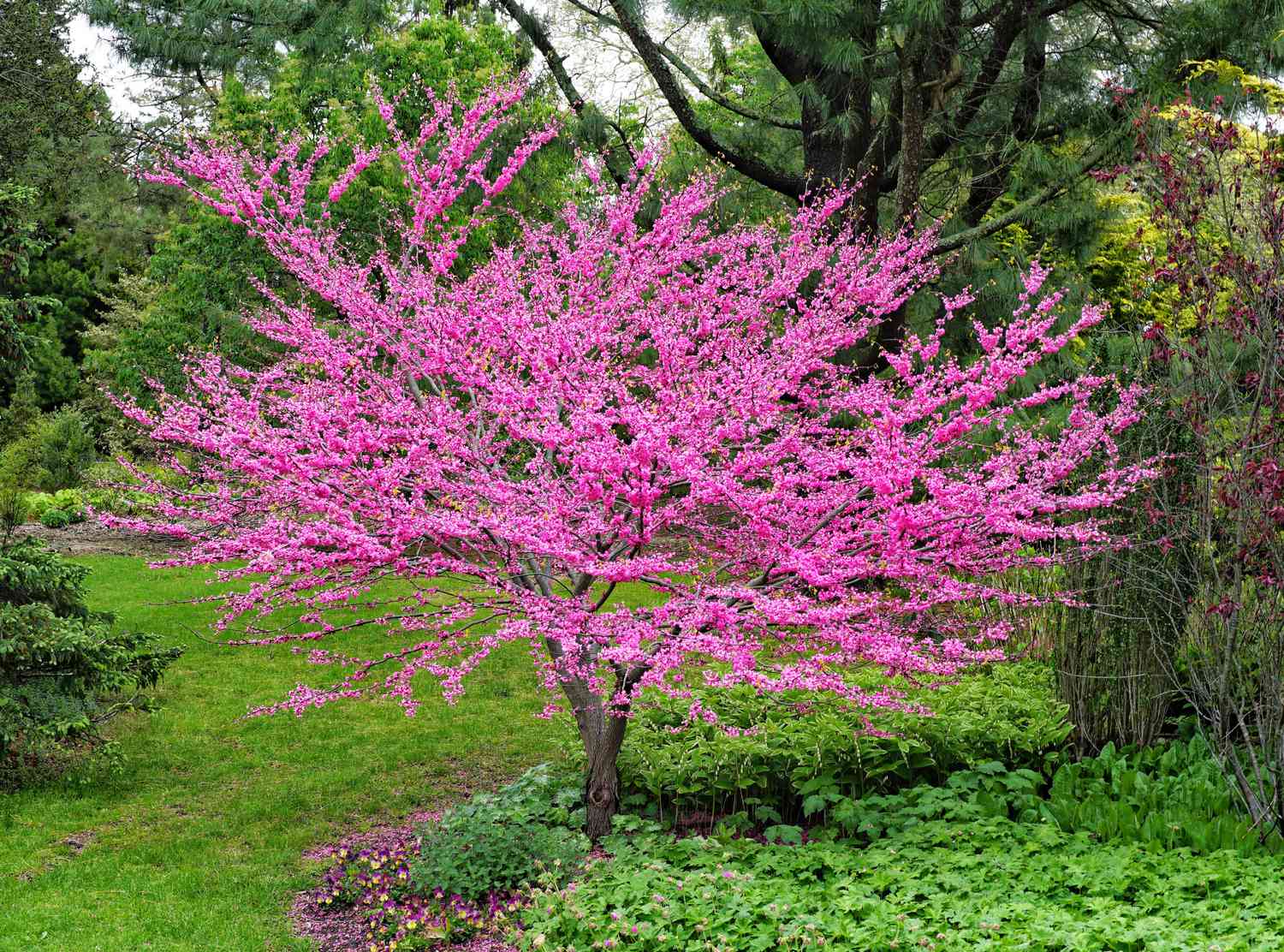 Eastern redbud tree