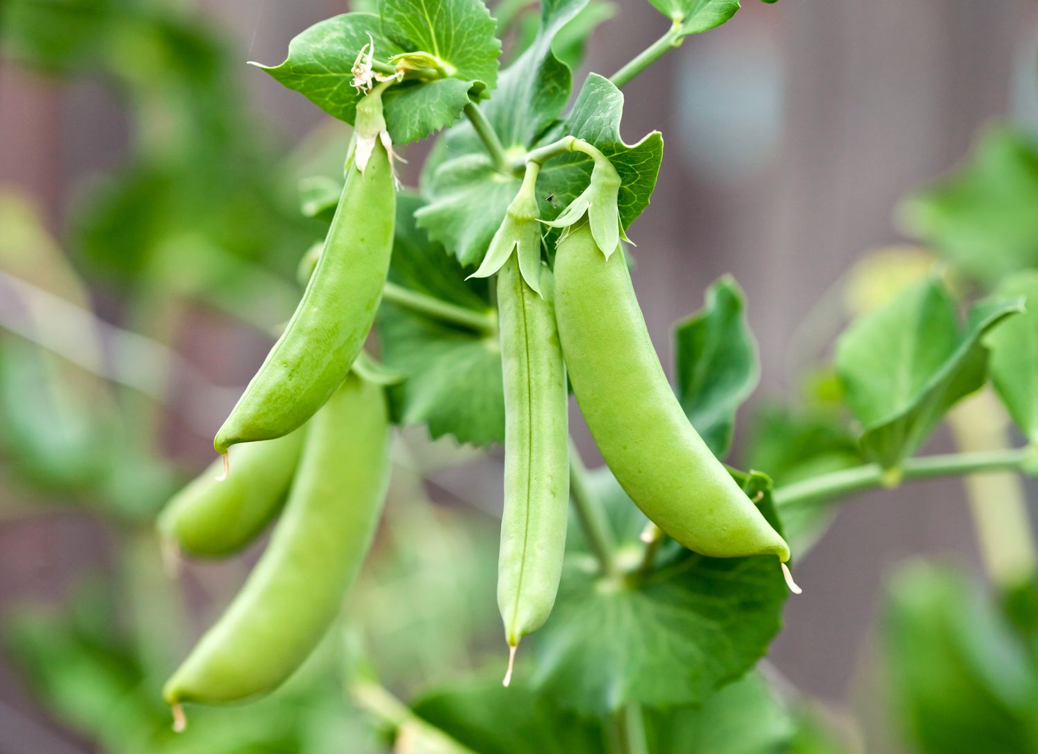 snap peas growing on a vine