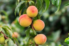 peach tree