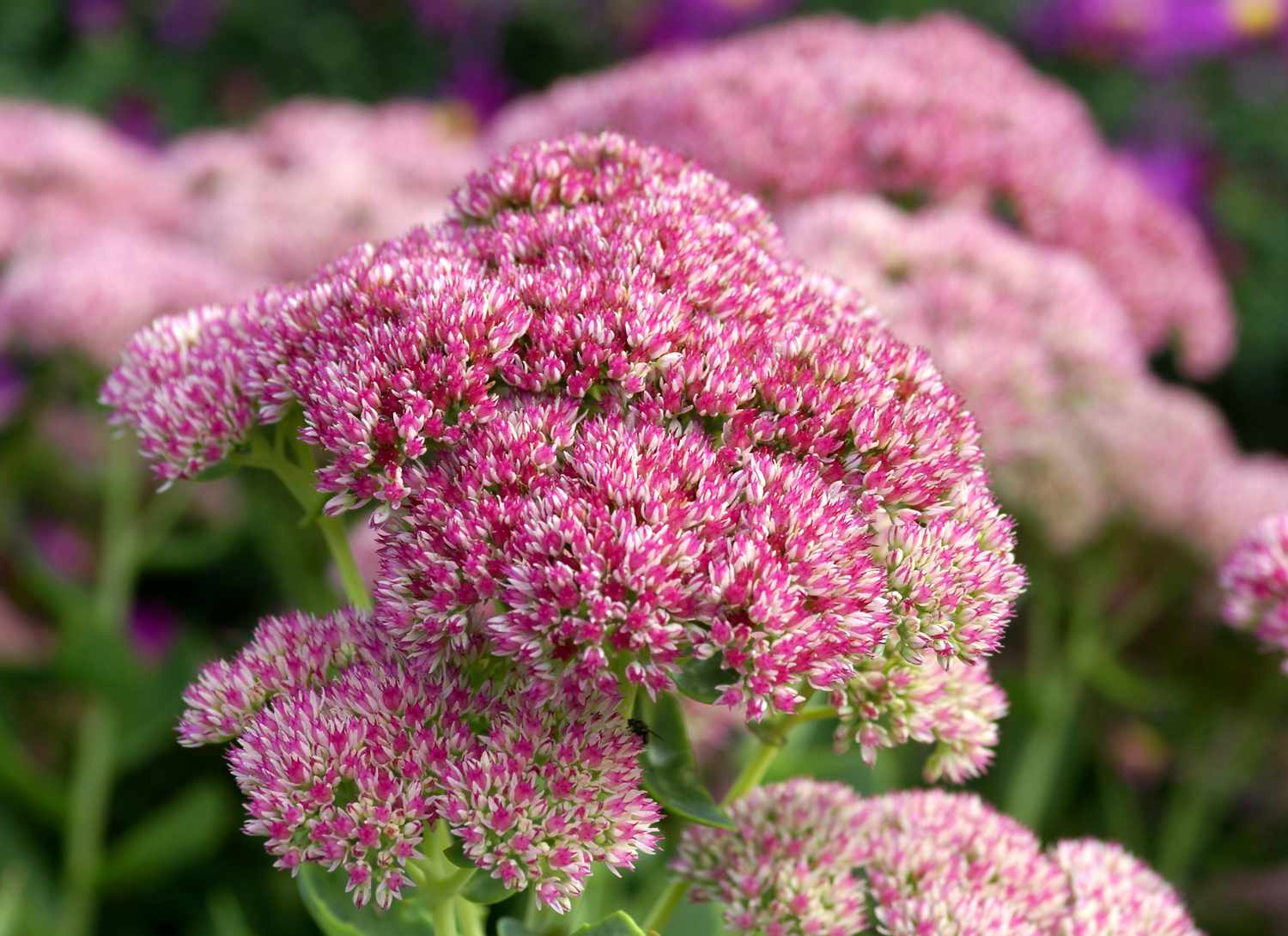 close up of a stonecrop plant
