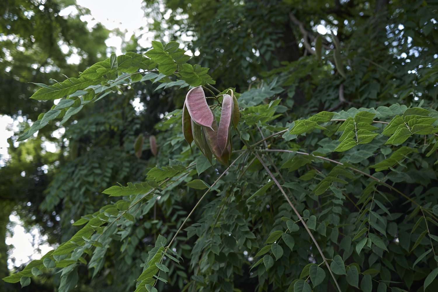 Kentucky coffetree with green leaves and pinkish seedpod