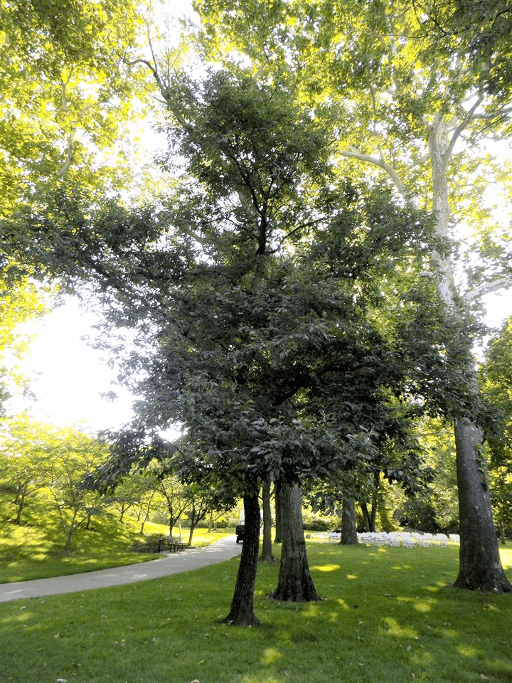 American persimmon tree