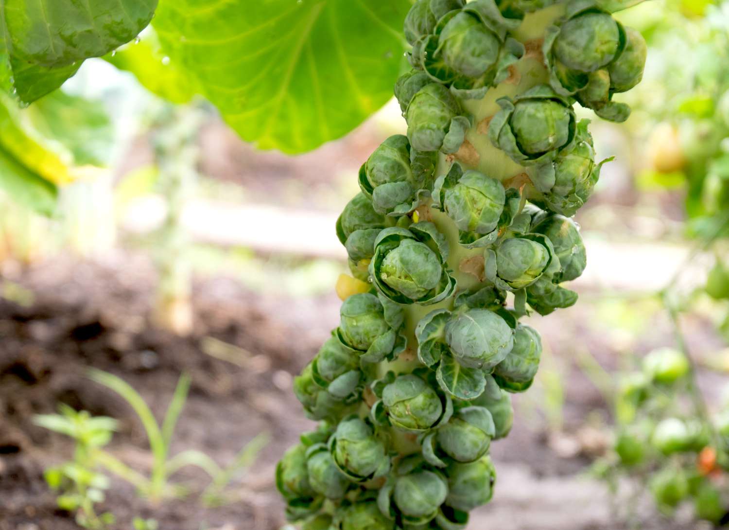 brussels sprouts growing in a garden