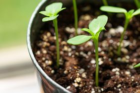 plant seedling growing from homemade fertilizer