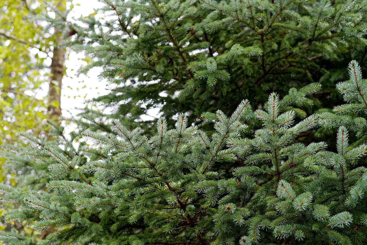 Douglas Fir Tree