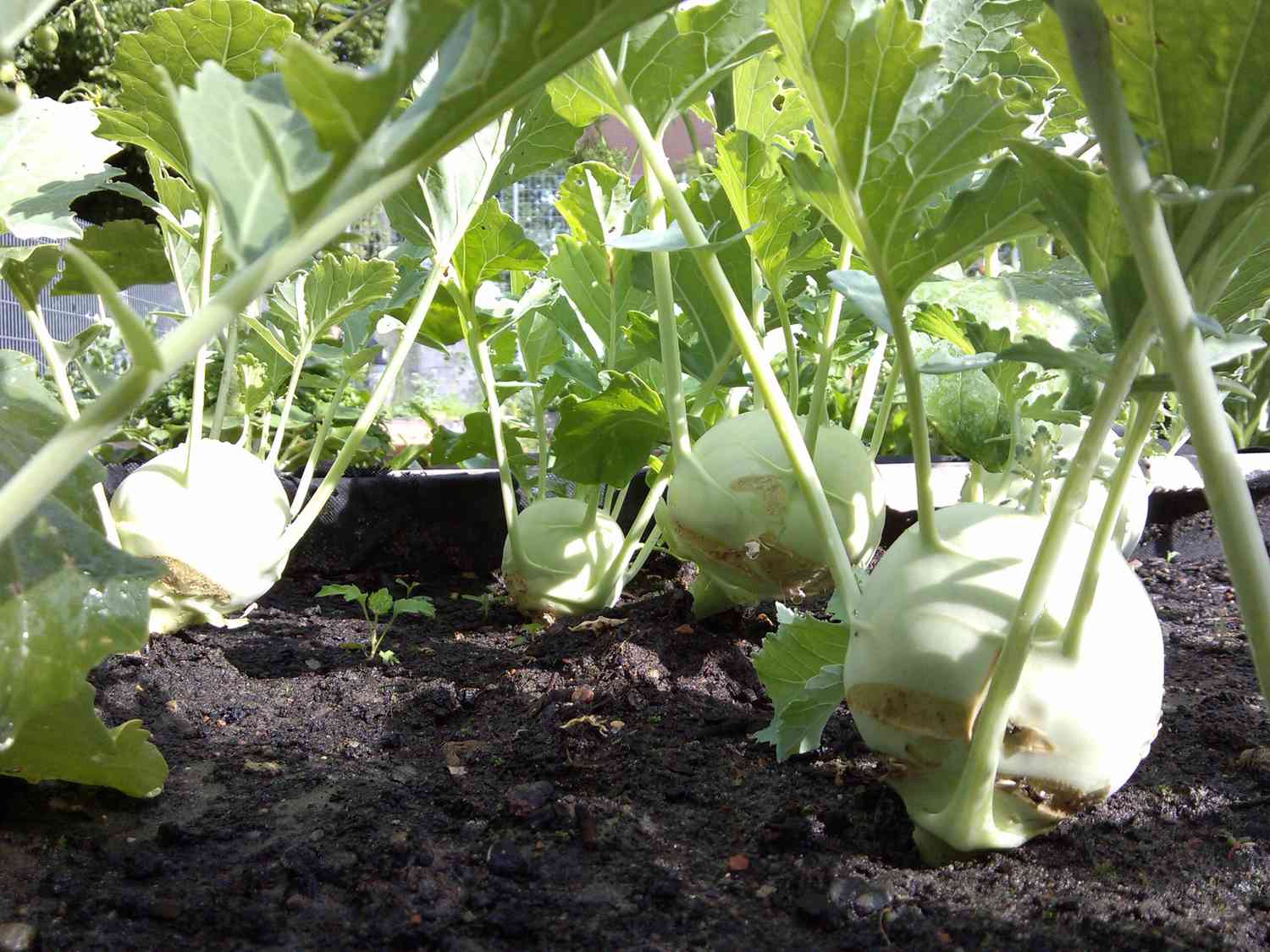 Garden Kohlrabi