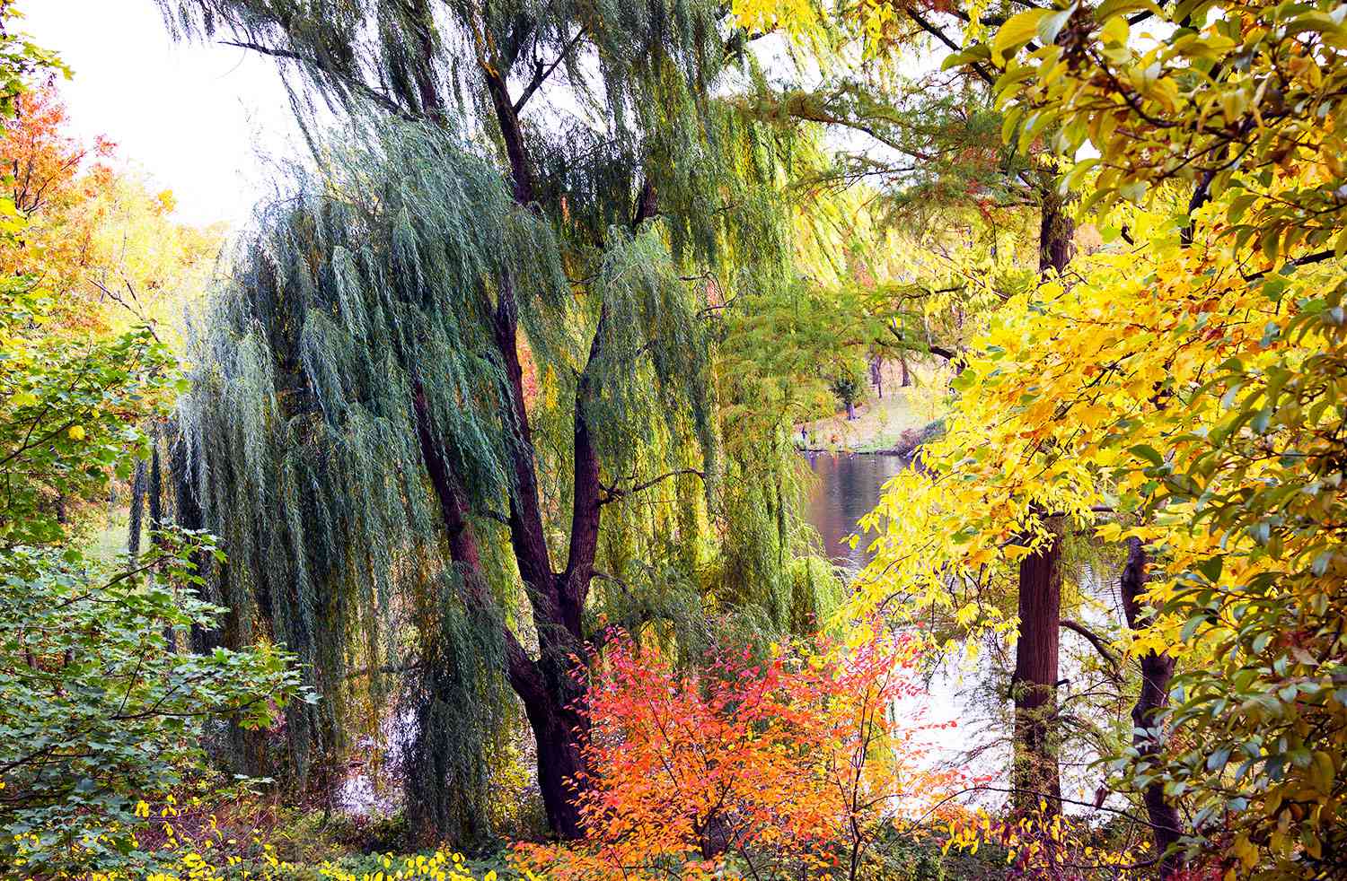 Willow, red maple, oak tree 