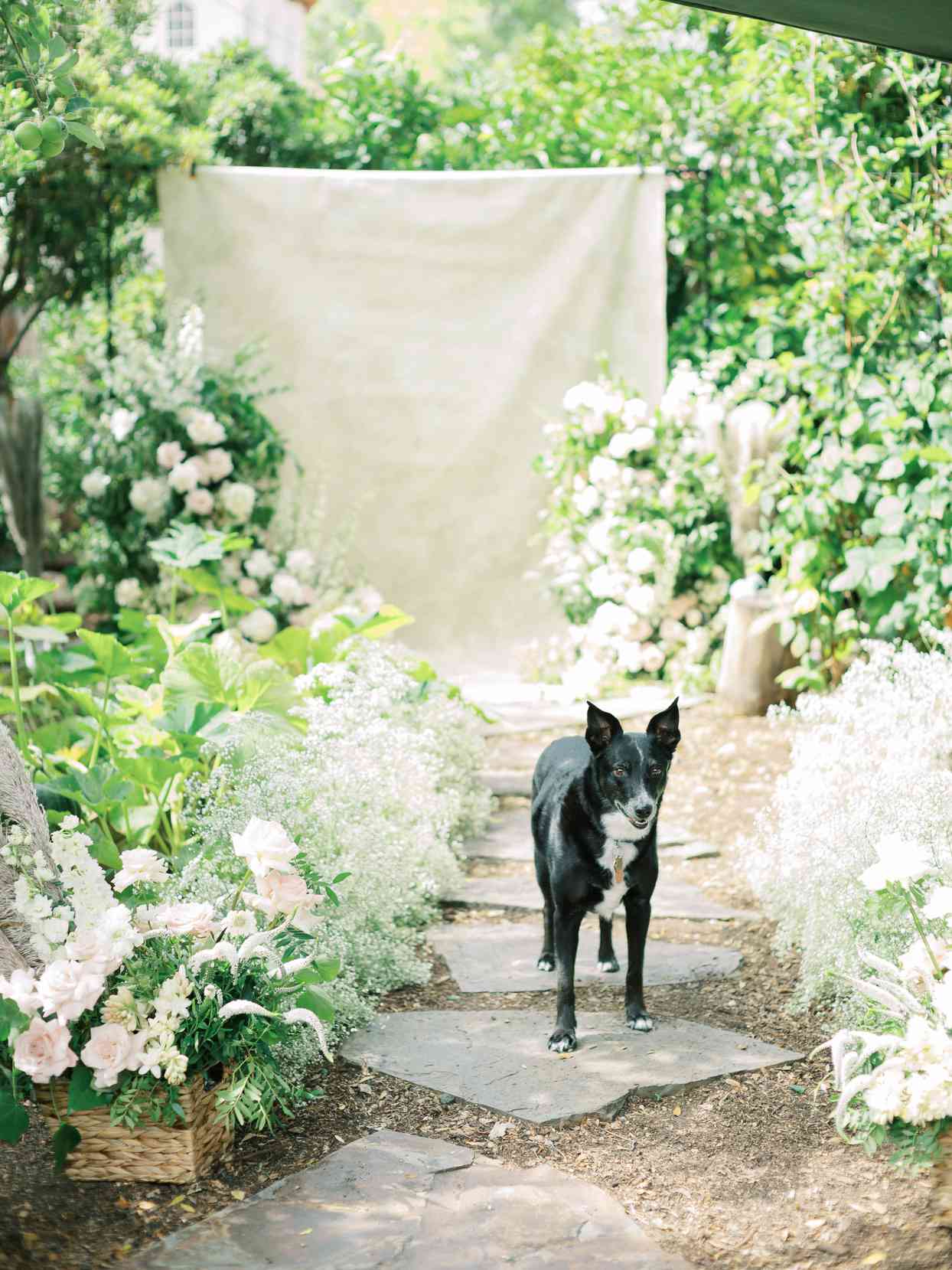 dog walking down garden ceremony path