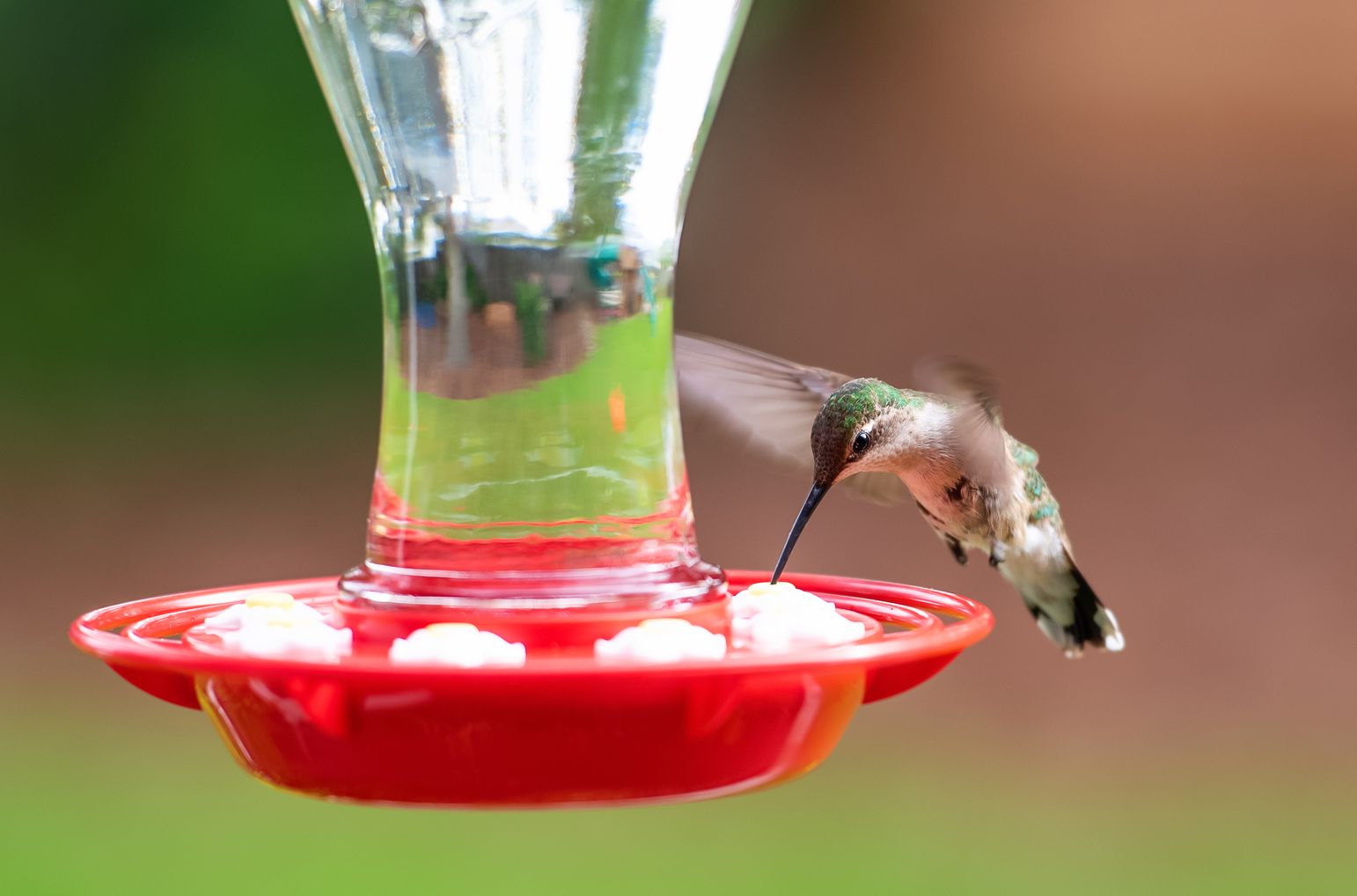A hummingbird drinking from a red feeder