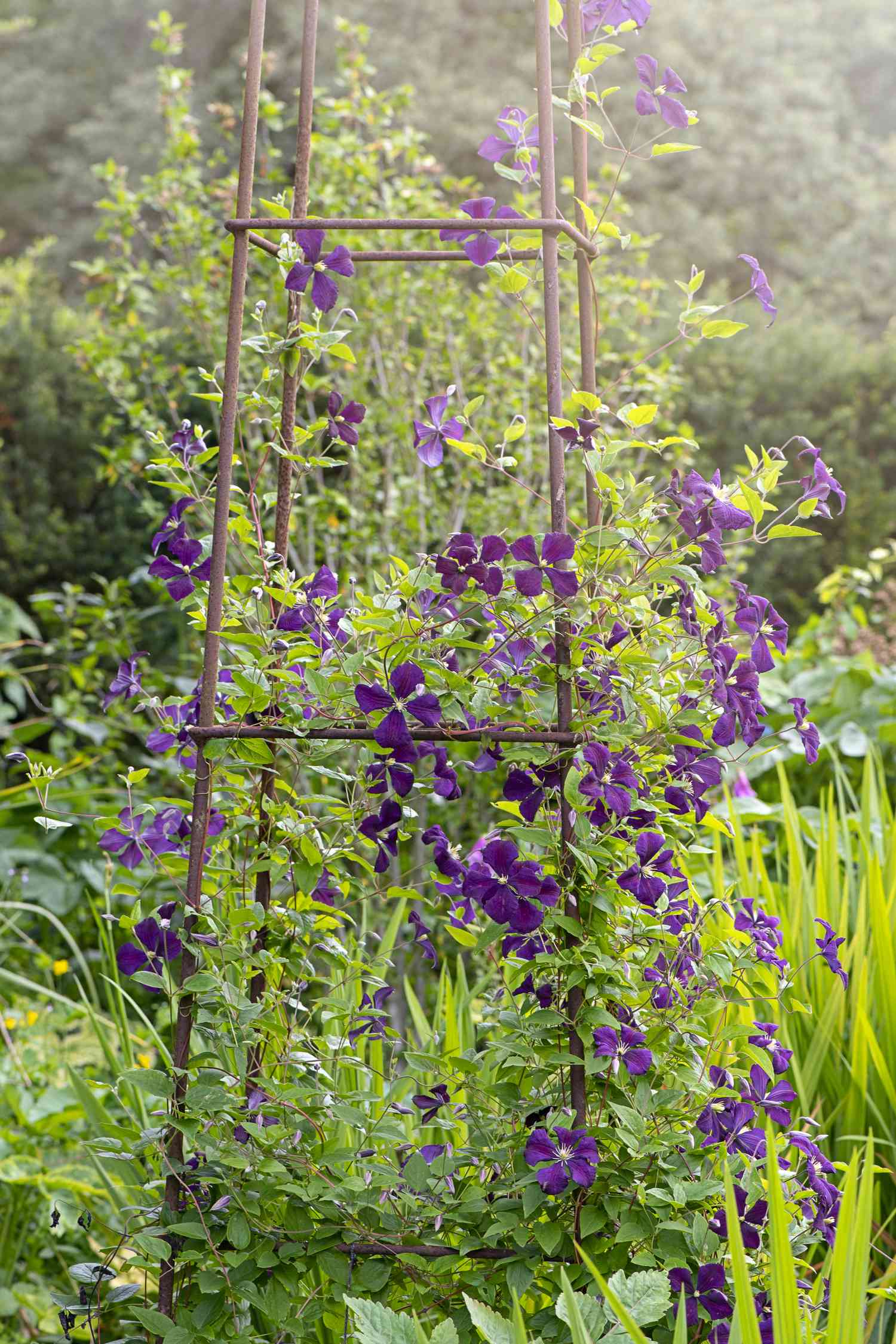 Clematis climbing up trellis
