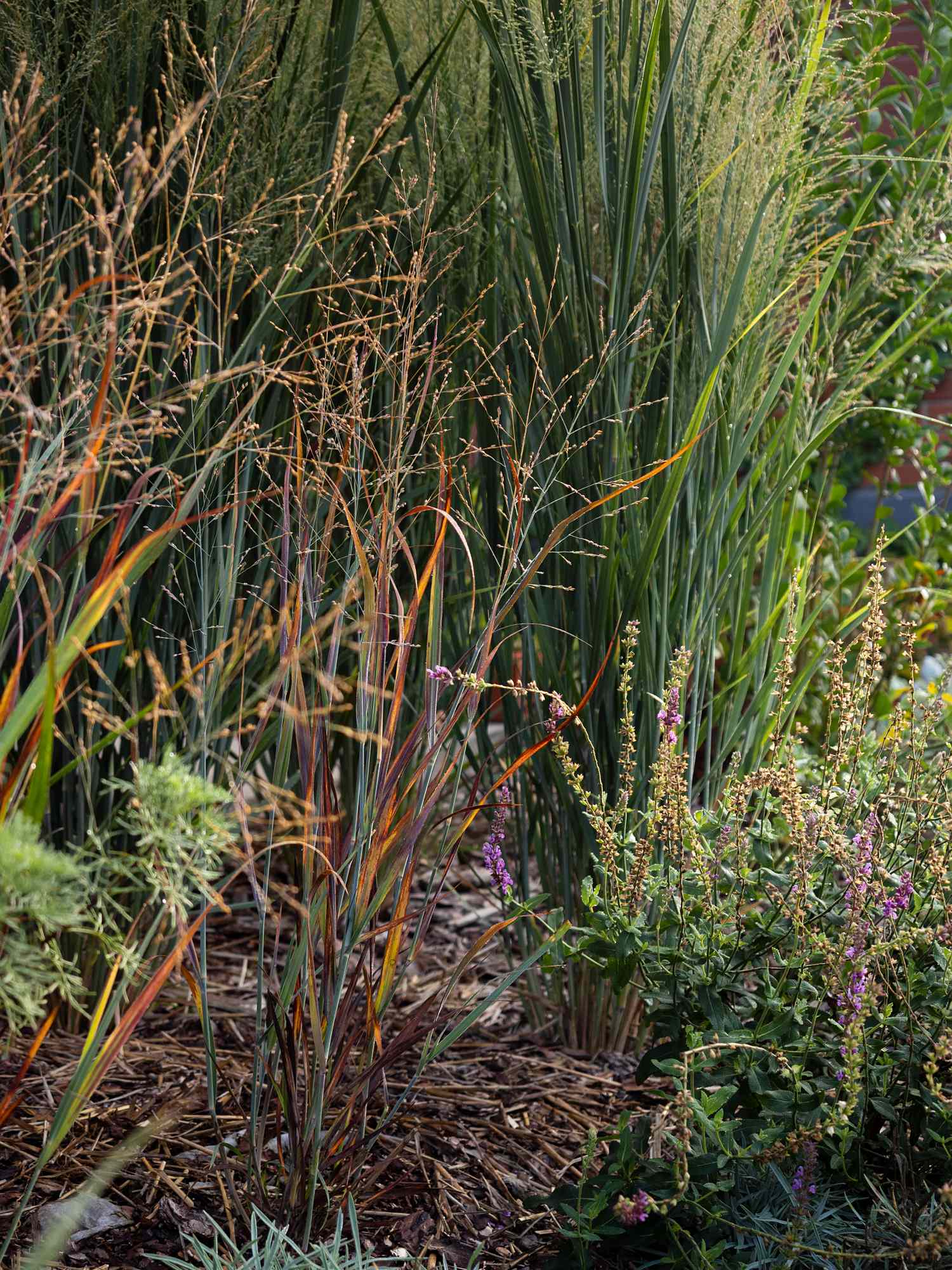 A garden scene with ornamental grasses and mixed plants