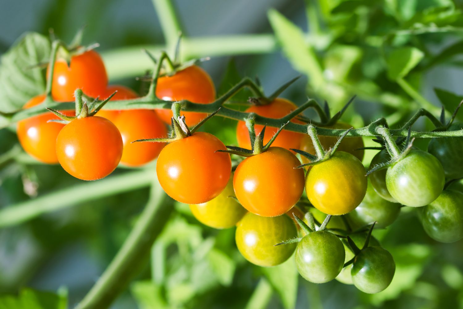 Sungold Cherry Tomato