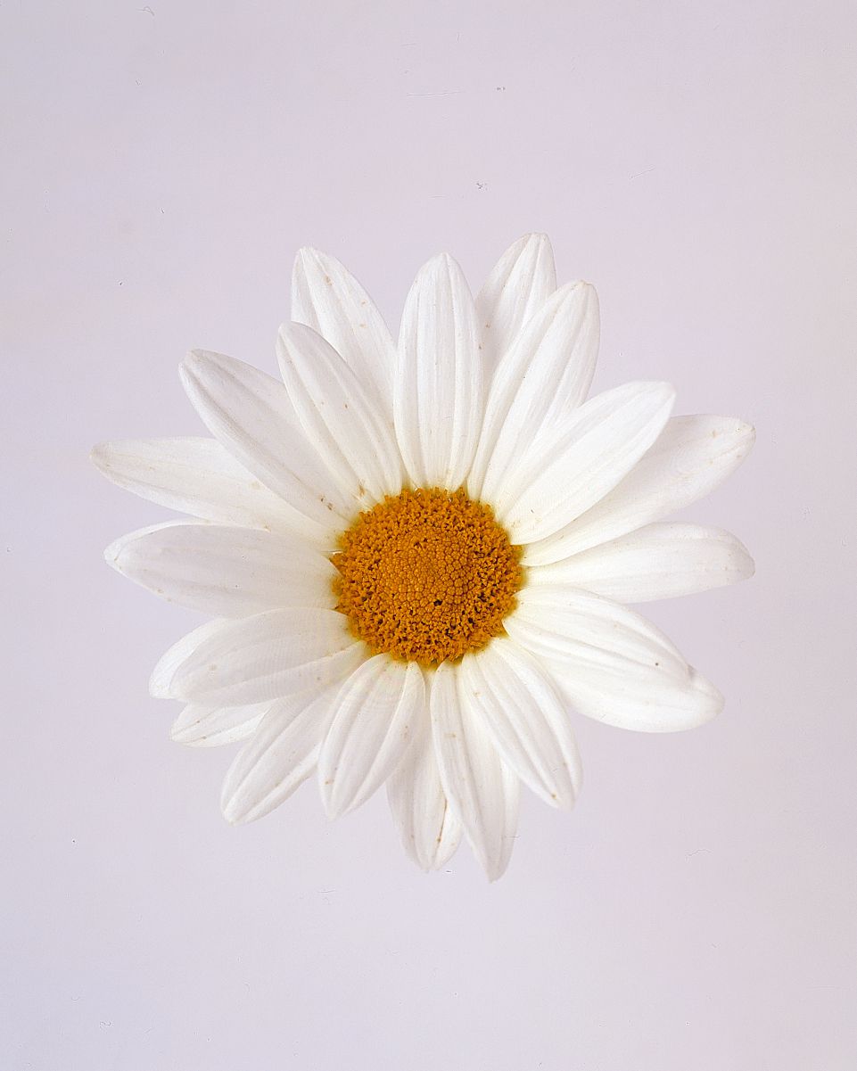 flower-glossary-daisy-marguerite-a98432-0415.jpg