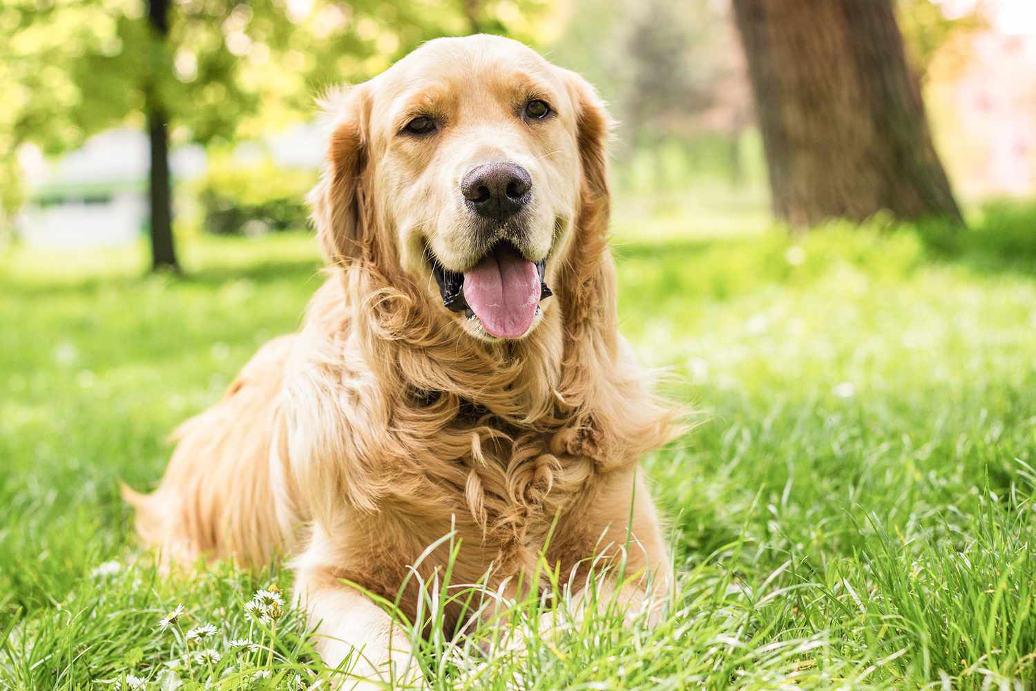 Golden Retriever in grass