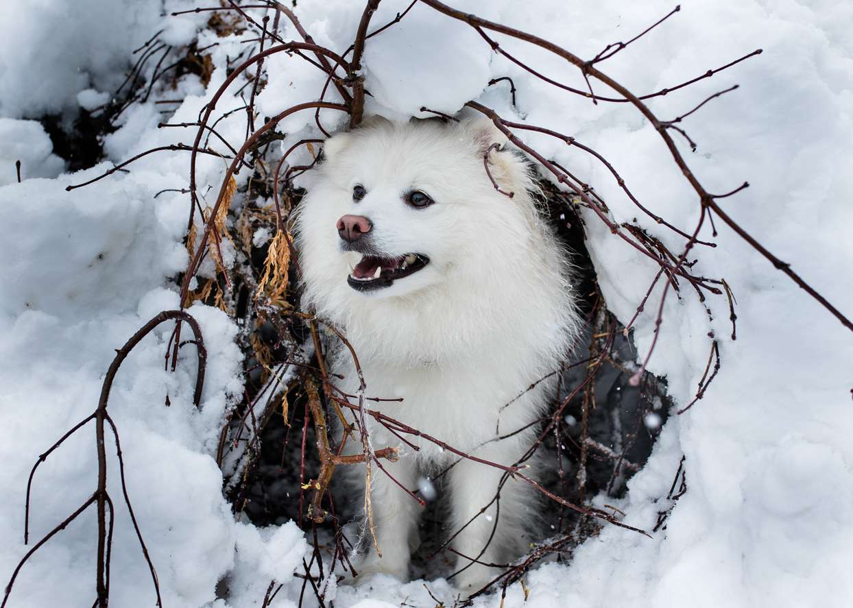 american eskimo dog in branches