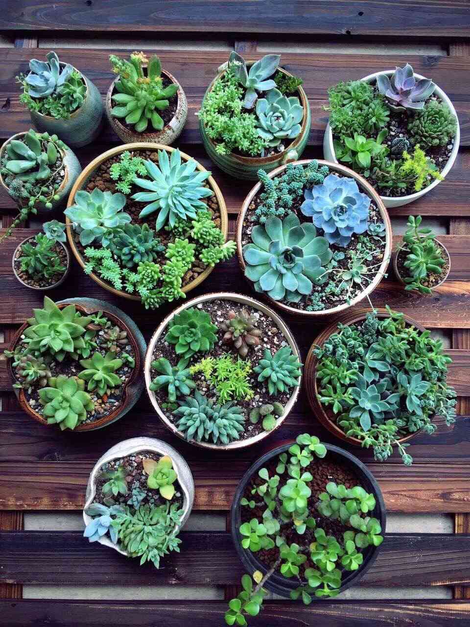 potted succulents on wooden pallet