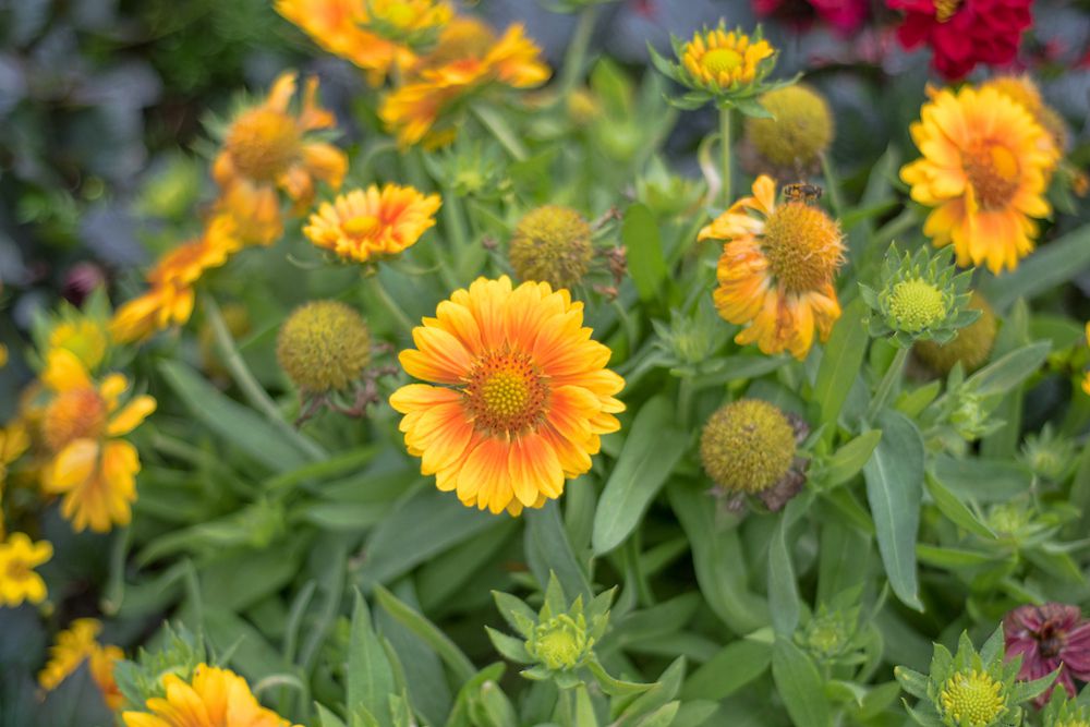 Orange and yellow blanket flowers