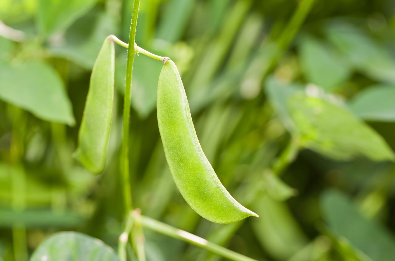 closeup of young green lima beans growing on the vine in the garden