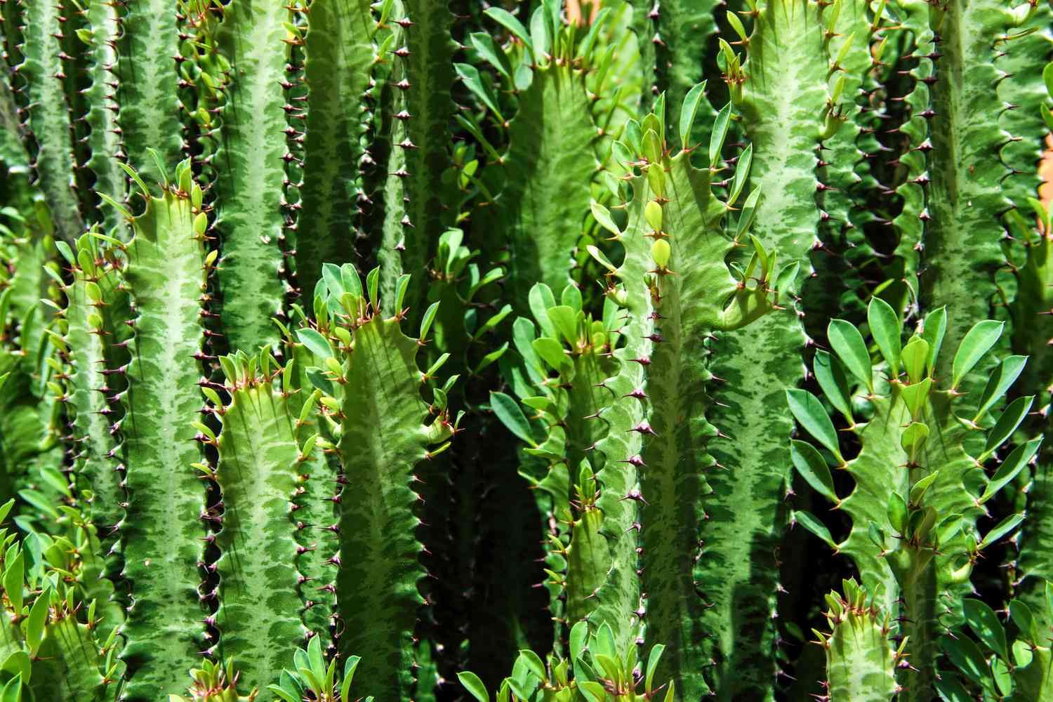 Desert Candle Cactus