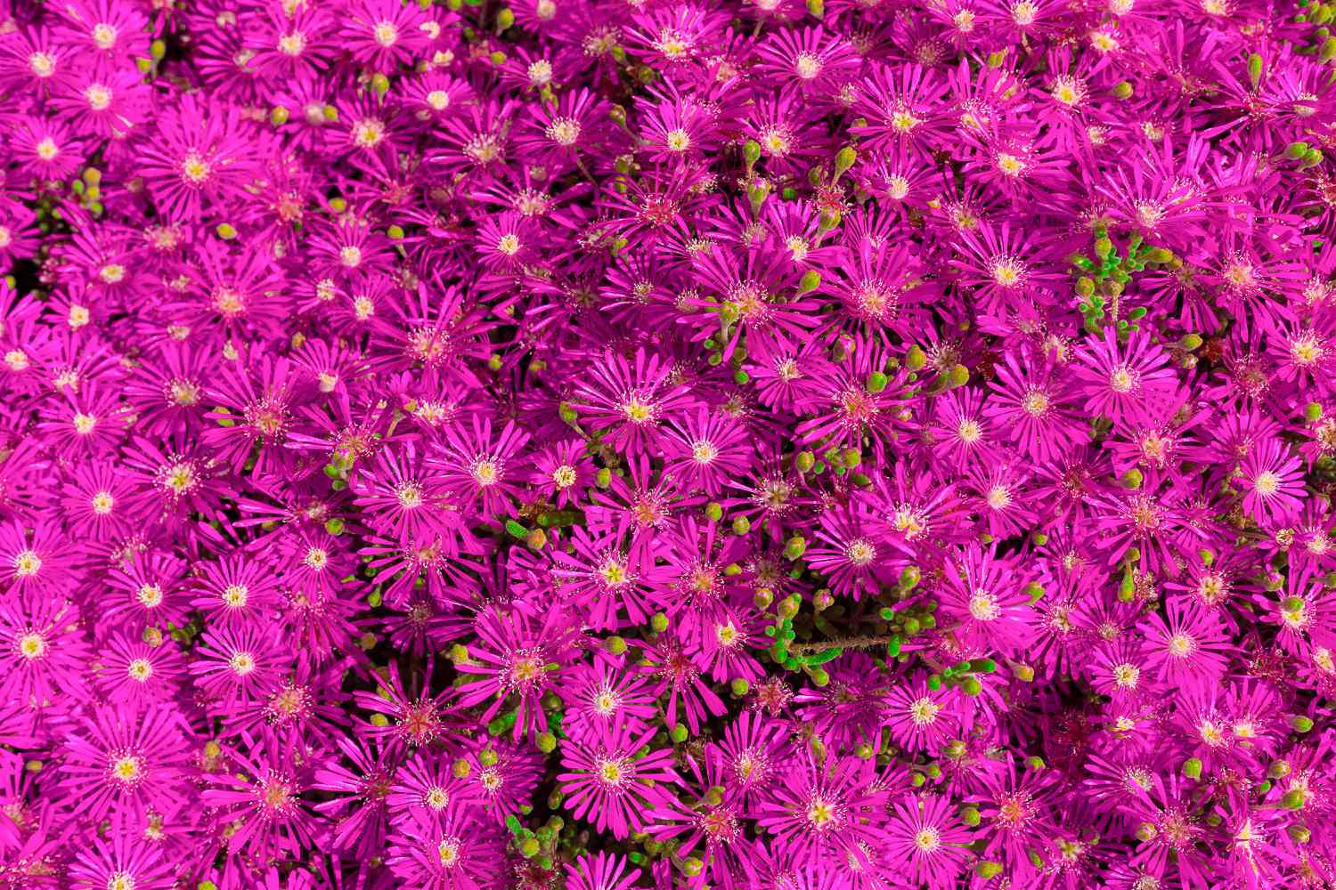 Hardy Ice Plant
