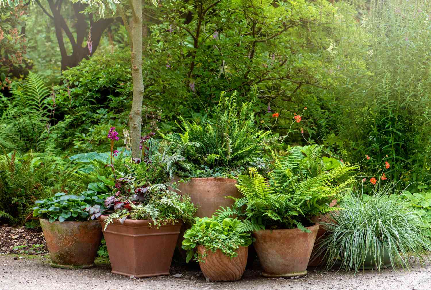 Large plants in terracotta pots