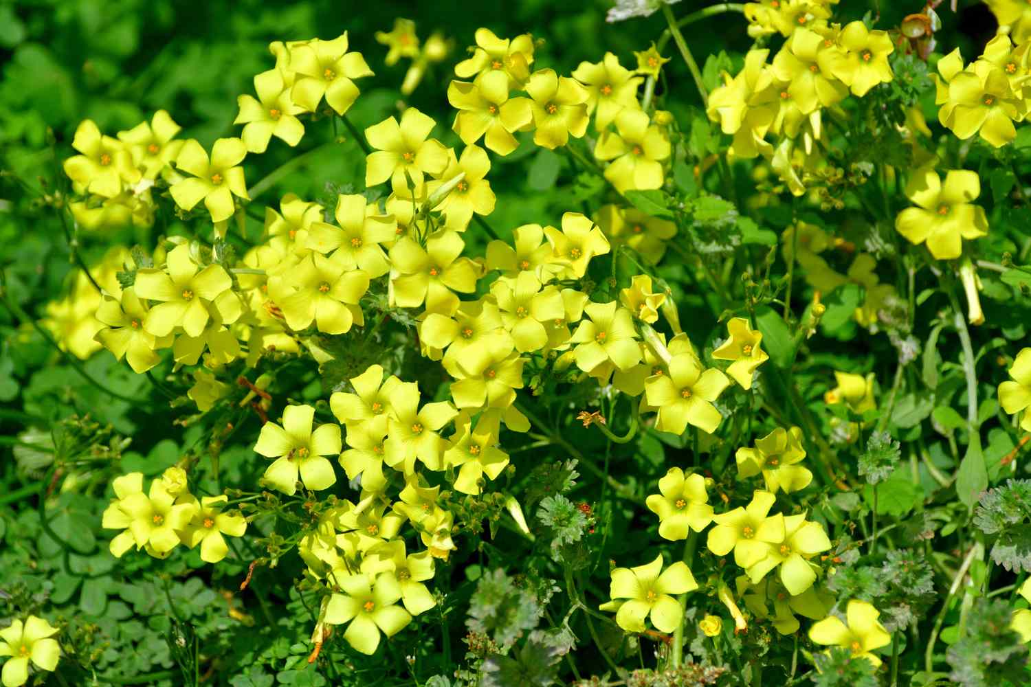 A cluster of yellow flowers among green foliage