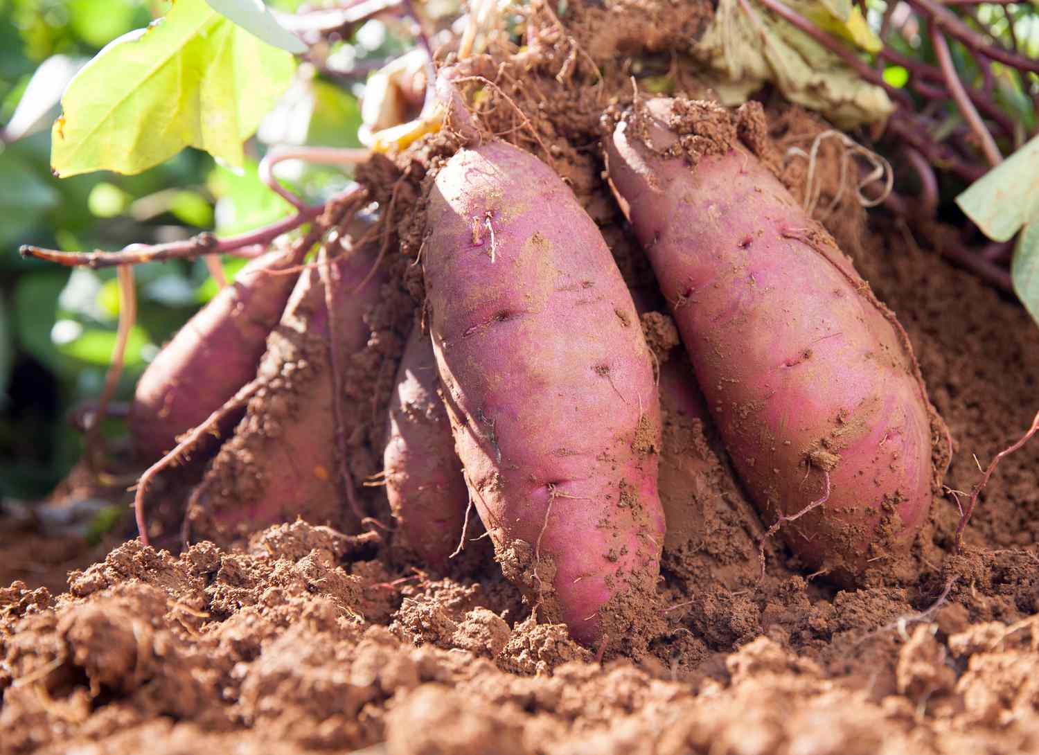 sweet potatoes growing in the soil