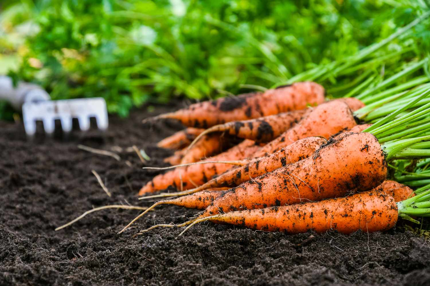 Carrots grown in the garden