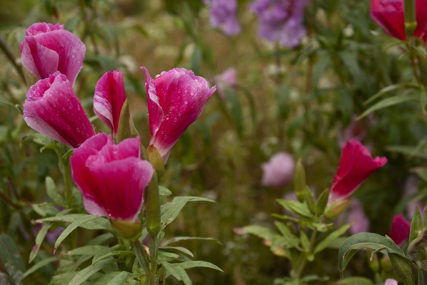 Closeup of pink flowers in a garden surrounded by green leaves and softfocus background of additional blooms