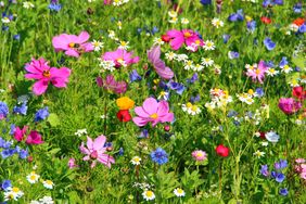 A field of diverse blooming flowers including daisies and pink blossoms