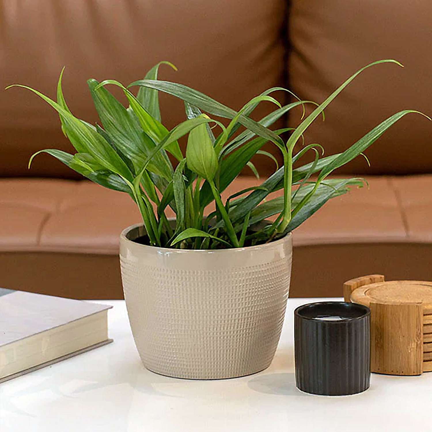 Silver Streak variety of a pothos plant on a table