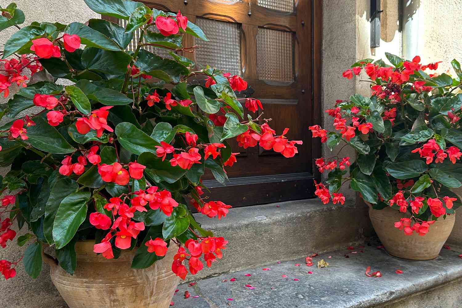 Wax begonias on front porch