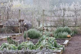 Frostcovered vegetable garden with bare trees and plants under winter condition