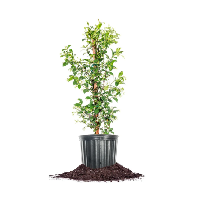 A small plant in a pot placed on top of soil