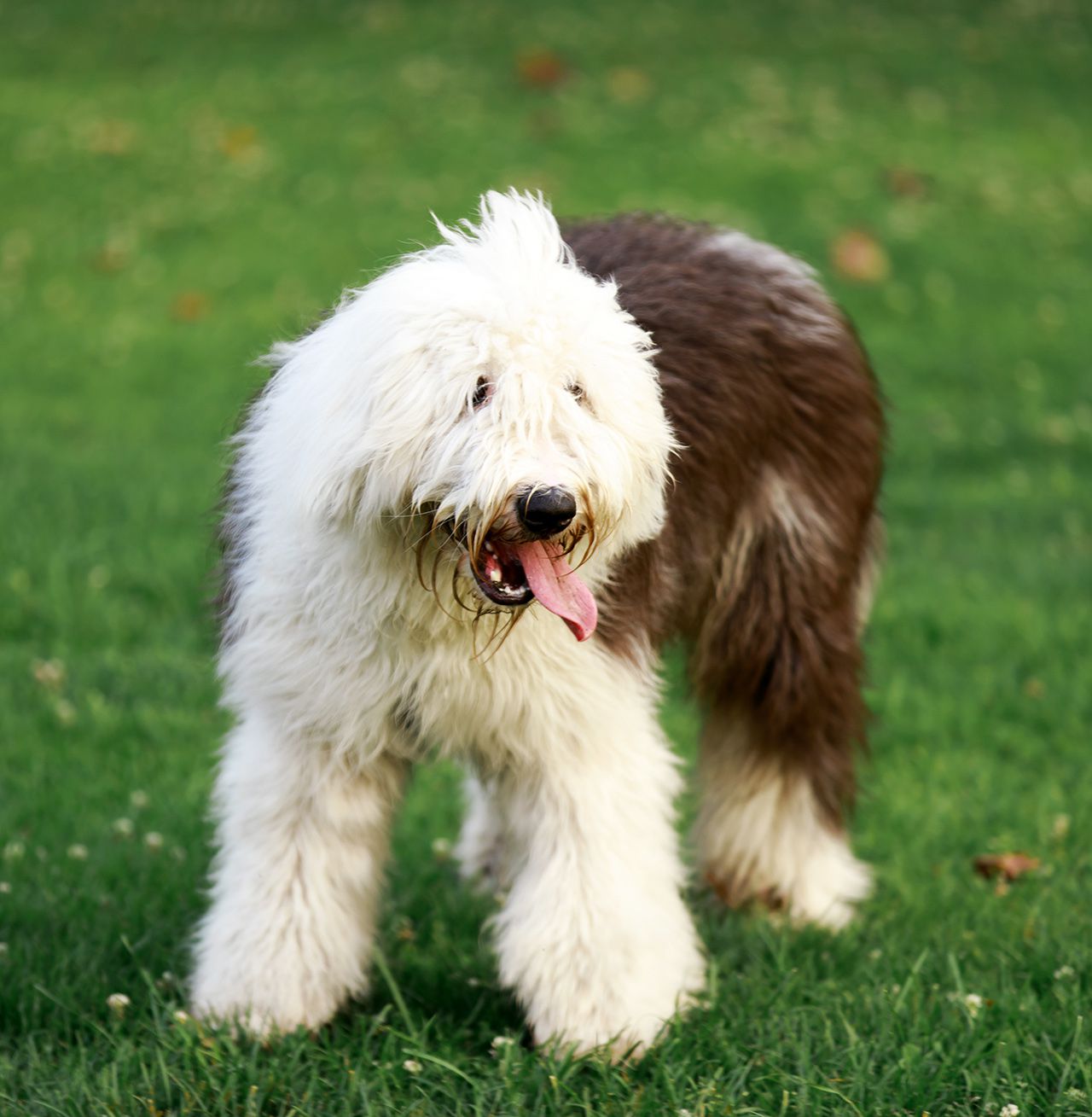 Old English Sheepdog Portrait