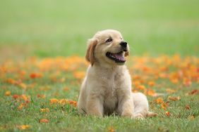 A puppy sitting on grass surrounded by scattered foliage