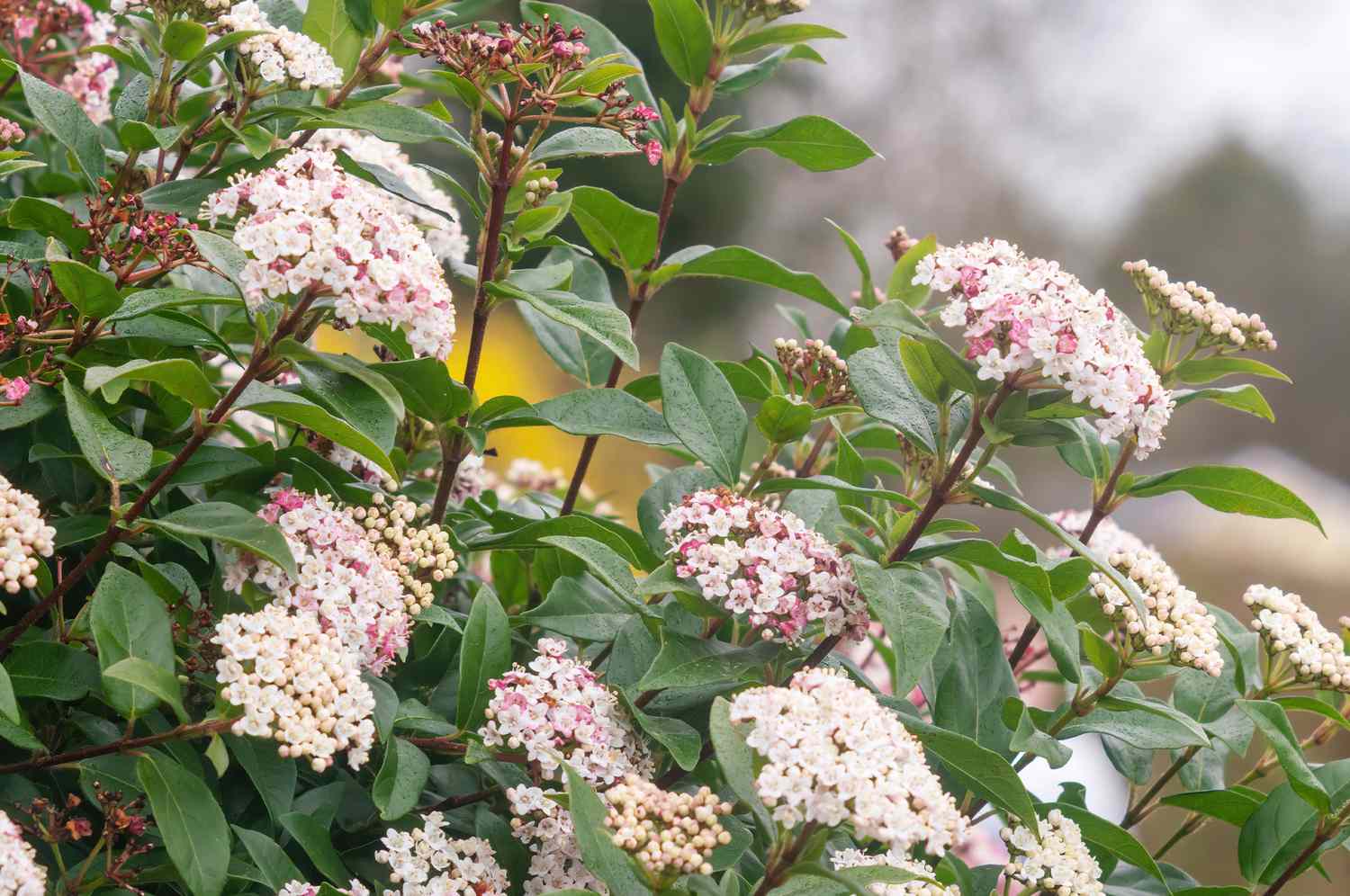 Viburnum Tinus Compactum
