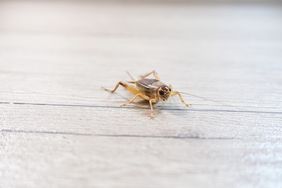 A cricket on a flat surface with visible legs and antennae