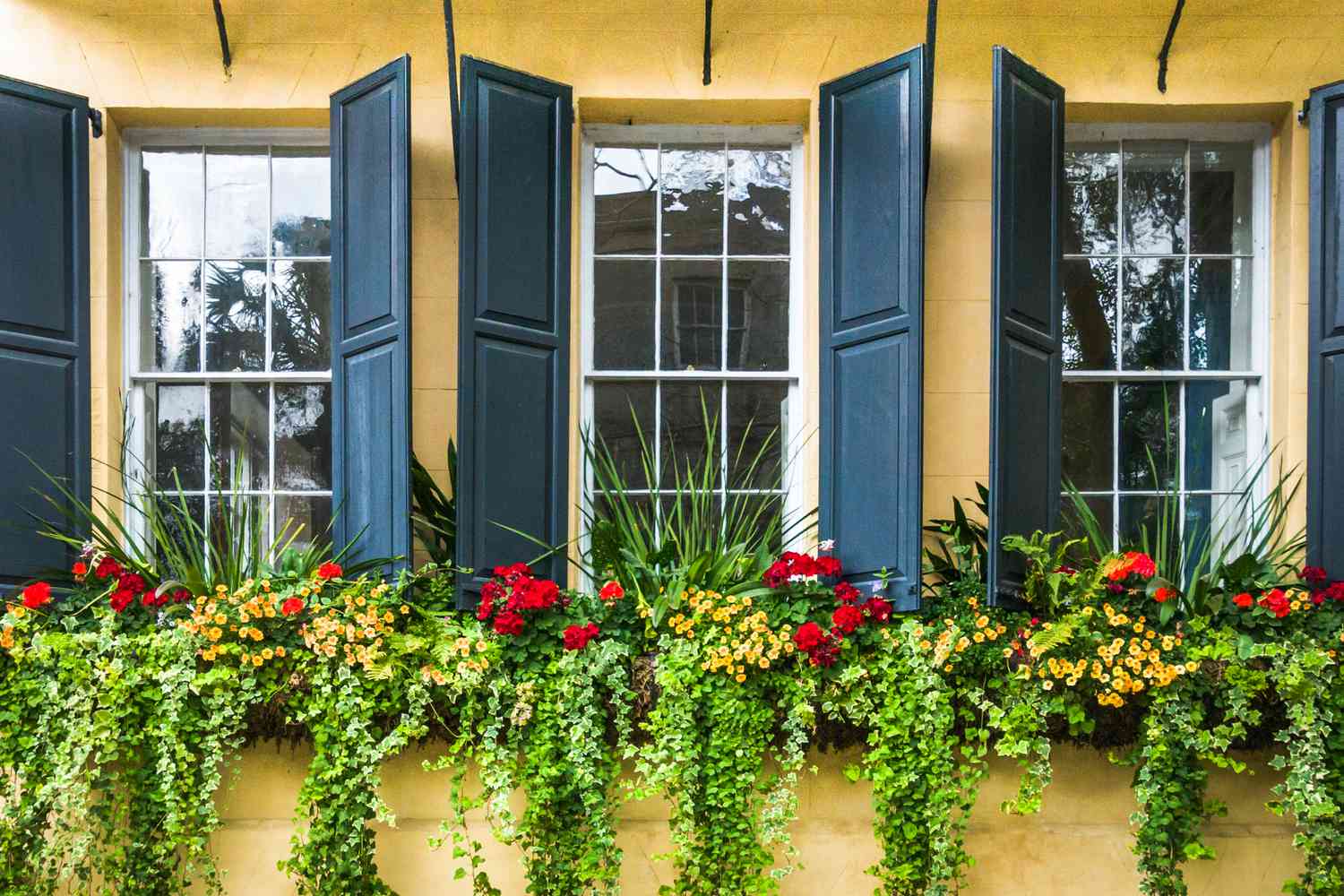 Window boxes with cascading ivy