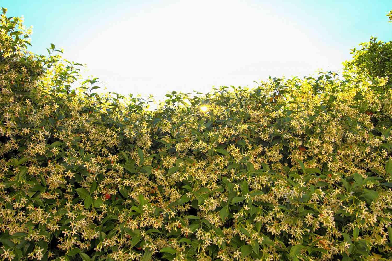 hedge of star jasmine