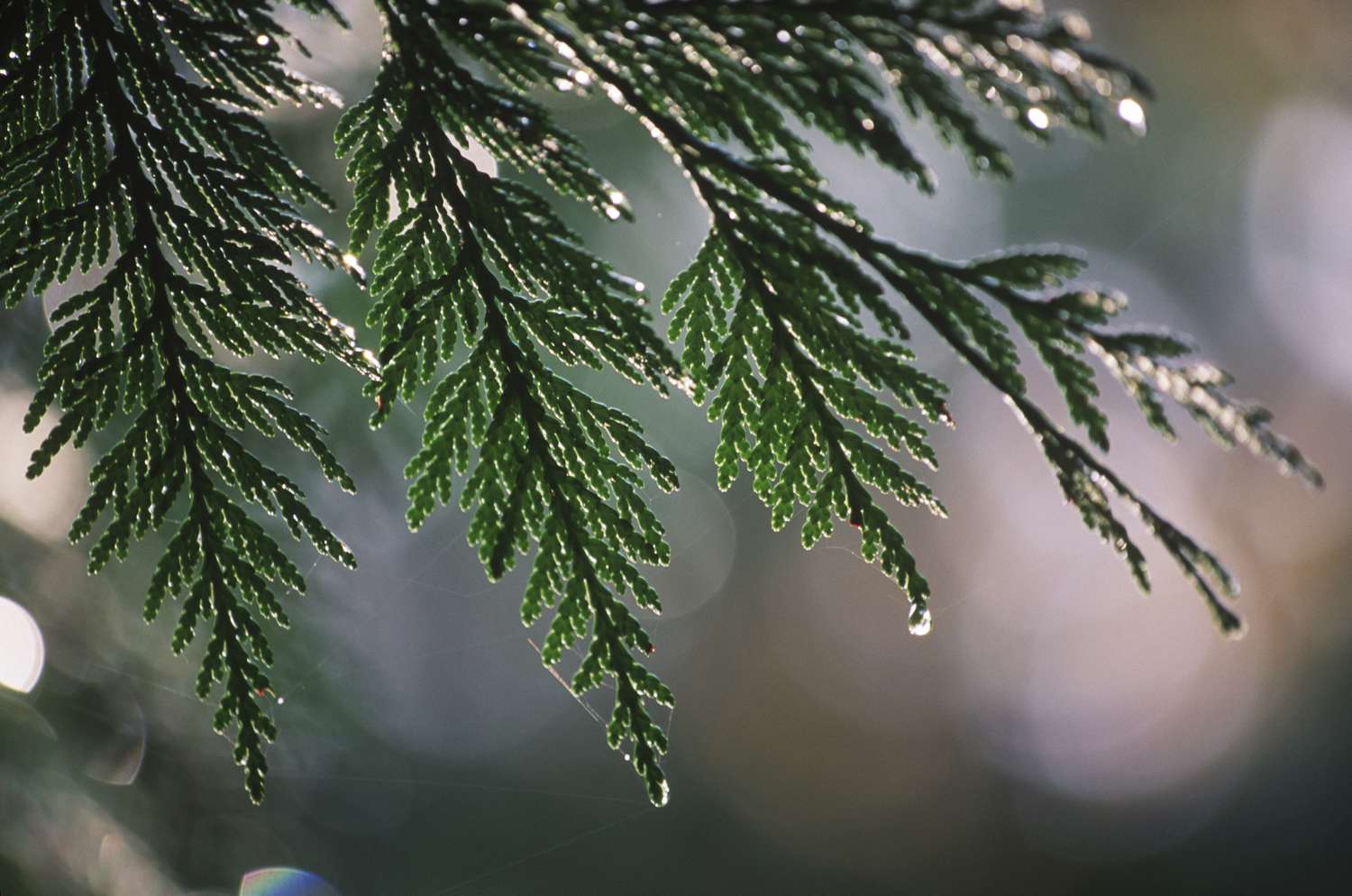 Western red Cedar Tree needles drip rain, British Columbia, Canada.