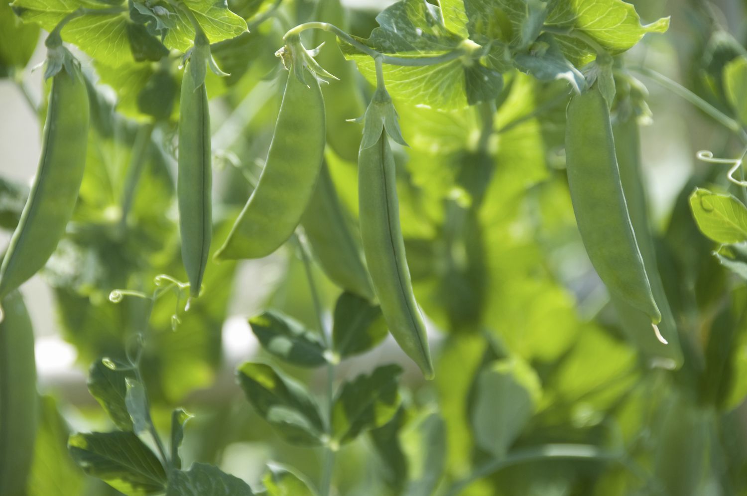 Pea plants with pods and leaves in a garden setting